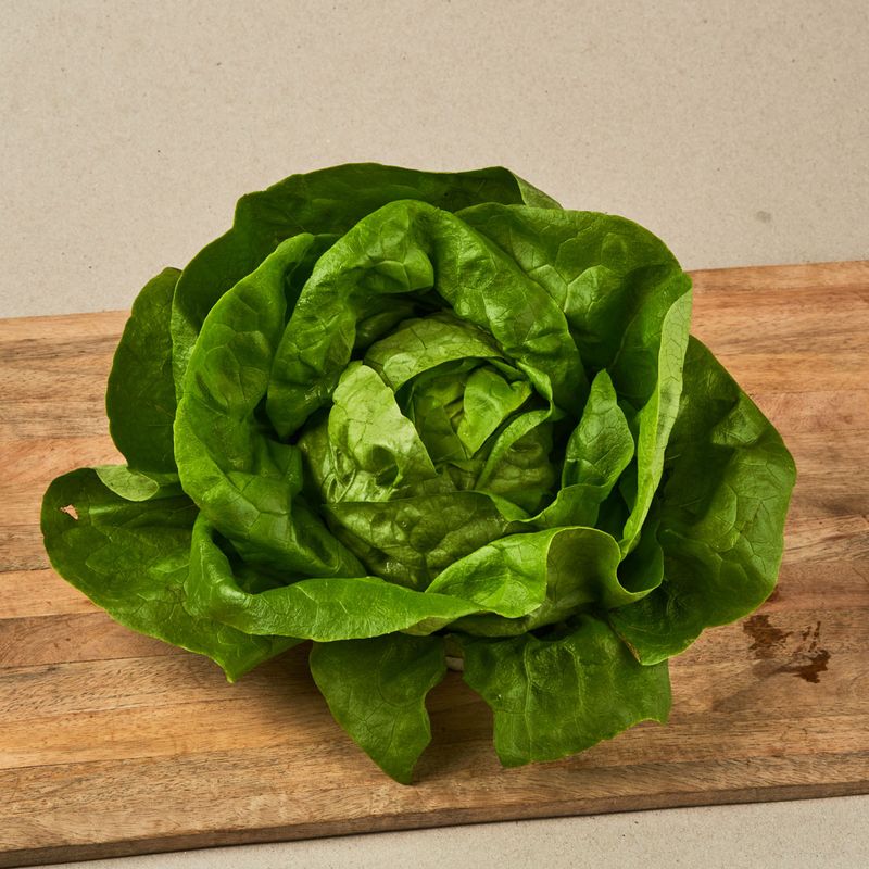 lechuga trocadero