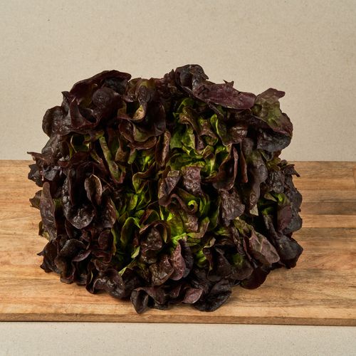 Lechuga de Roble rojo extra