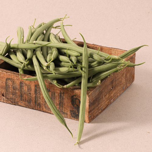 Judía redonda extra