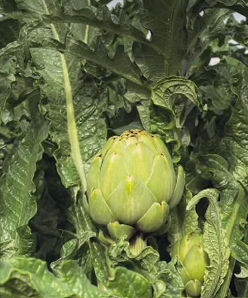 Description of the image